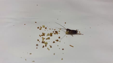 Cockroach-nymph-feeds-on-crumbs-on-white-surface