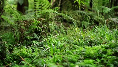 Lush-primeval-fern-forest-native-to-New-Zealand,-Punga-Silver-Fern