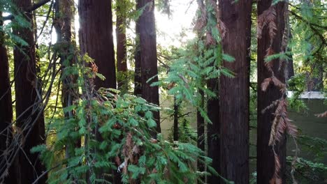 Slow-rising-aerial-drone-video-of-daytime-sunlight-of-Redwood-Trees-in-the-forest-of-Mill-Valley-California