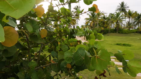 Trittsteinpfade-Auf-Gras,-Die-Zum-Tropischen-Strand-In-San-Juan,-Puerto-Rico-Führen