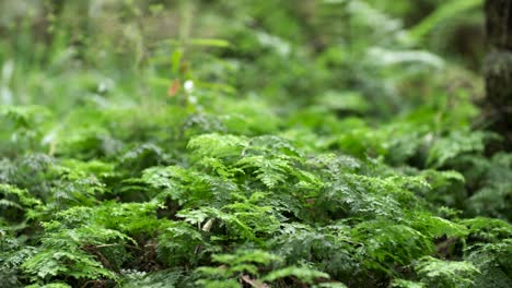 Natural-green-forest-floor-with-native-plants-in-New-Zealand,-moss-and-ferns