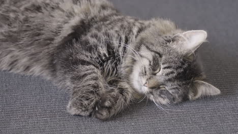 Grey-black-Cat-sleeping-calmly-on-soft-fabric---static,-closeup-view