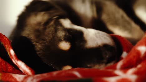Various-closeup-shots-of-sleepy-puppy-in-evening-light