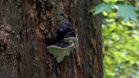 Close-up-of-a-wild-black-and-white-mushroom-growing-on-the-side-of-a-tree-trunk-of-a-large-pine-tree-in-the-middle-of-the-Hoh-Rainforest,-Olympic-National-Park,-Washington-state,-USA
