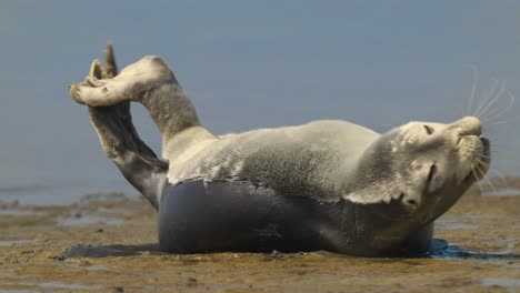 Cute-common-seal-stretching-and-yawning-on-sandy-beach-on-sunny-day