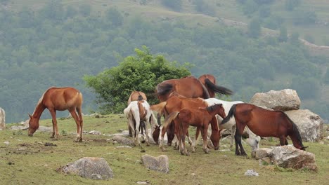 Herd-of-horses-with-foals-grazing-on-pasture-in-Armenian-mountains