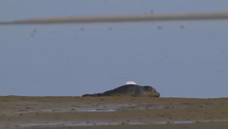 Young-Seal-Resting-On-Sandbank-With-Eurasian-Spoonbill-Walking-Behind-It-At-Texel-Wadden-In-Netherlands