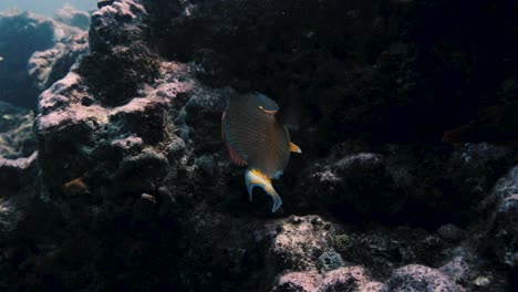 Peces-De-Colores-Comiendo-Algas-De-Una-Roca-Dentro-De-Un-Arrecife-De-Coral
