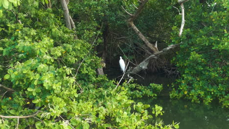 Wonderful-view-of-lonely-heron-standing-on-branch-tree-by-laguna,-zoom-in,-day