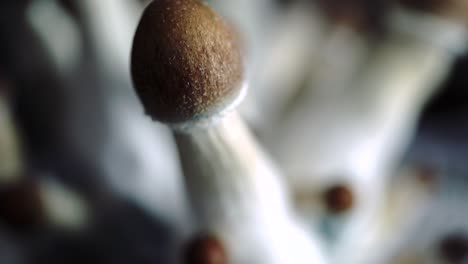 Various-4k-closeup-shots-of-a-growing-batch-of-psilocybe-mushrooms