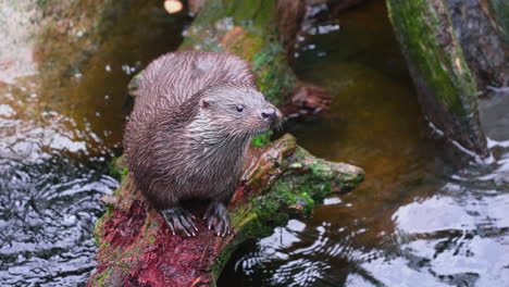 Close-up-of-a-Otter-on-a-wet-forest-log,-on-a-cloudy-day---static-view---Lutra