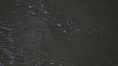 Water-Striders,-Gerridae-seen-striding-on-the-surface-of-the-water-of-a-river-in-Khao-Yai-National-Park,-Thailand
