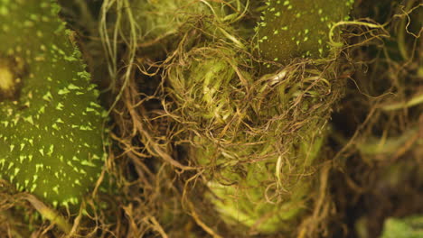 Dry-Peat-Moss-Around-Green-Spiky-Gunnera-Manicata-Stems