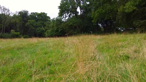 Low-passing-shot-of-long-grassland-with-trees-in-background