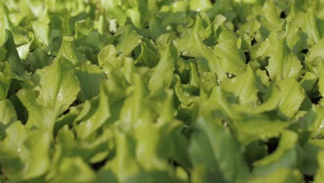 defocus-closeup-shot-of-young-tasty-green-lettuce,-fresh-with-droplets-of-water-in-horticulture