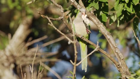 Portrait-shot-of-a-beautiful-monk-parakeet,-myiopsitta-monachus-perching-on-a-tree-branch,-feeding-on-a-piece-of-bread,-munching-slowly-from-its-claw-while-dropping-tiny-crumbs-during-daytime