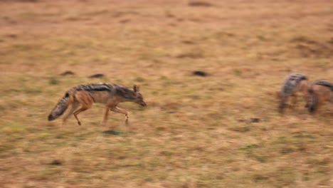 A-jackal-walks-up-to-a-decaying-carcass-in-the-Savannah-plains-in-Kenya-Africa