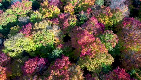 Aerial-view-of-forest-in-Upstate-New-York-Adirondack-Mountains-in-October