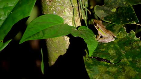 En-La-Noche-Oscura-Una-Pequeña-Rana-Verde-Tropical-En-La-Selva-De-Borneo,-Cierra-Los-Ojos