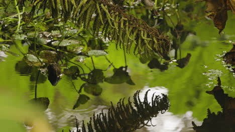 Fern-Plants-Reflecting-On-Pond-Water.-close-up