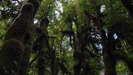 Stunning-tilting-down-shot-of-large-bendy-trees-covered-in-green-vibrant-moss-in-the-Hoh-Rainforest,-Olympic-National-Park,-Washington-state,-USA-on-a-warm-summer-day