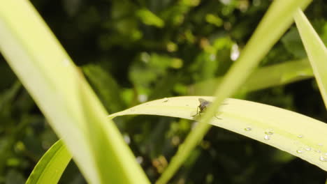 Fly-Insect-Perched-On-Lemongrass-Leaf-Under-Sunlight