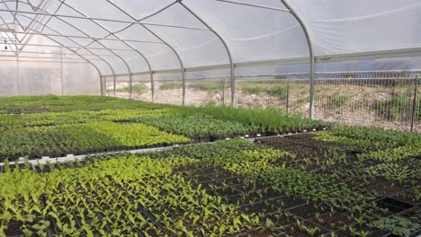 wide-pan-of-greenhouse-with-young-saplings-growing-in-controlled-conditions