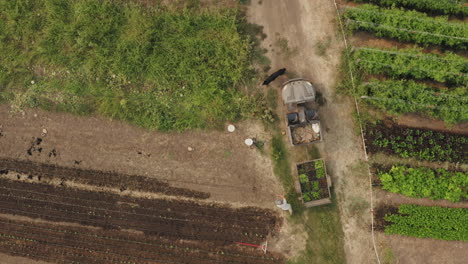 Aerial-view-of-a-farmer-with-his-dog-wandering-around-a-lettuce-plantation