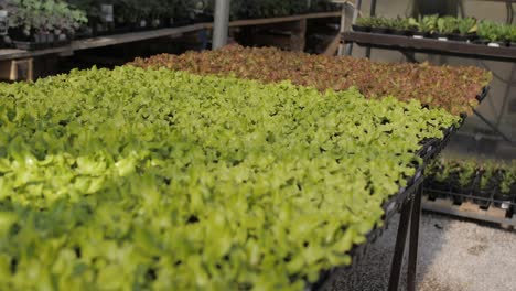 wide-pan-shot-of-young-organic-lettuce-on-stand-in-horticulture-market