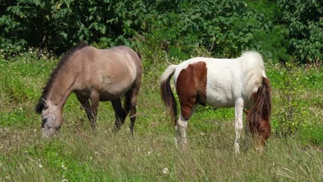 Zwei-Pferde,-Die-An-Einem-Schönen-Sonnigen-Tag-Auf-Einem-Ackerland-In-Thailand-Rücken-An-Rücken-Auf-Einer-Wiese-Grasen