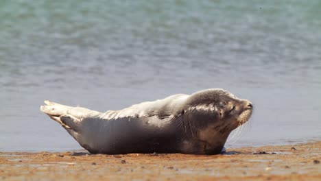 Wachsame-Seehunde,-Die-Sich-Am-Sandstrand-Entspannen-Und-Die-Sonne-Genießen