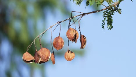 Sub-tropical-plant,-native-to-south-central-South-America,-close-up-details-of-jacaranda-mimosifolia-ripening-seed-pods-hanging-on-branch-of-tree,-gently-swaying-in-the-summer-breeze-under-sunlight
