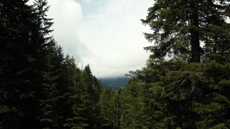 Beautiful-tranquil-landscape-view-of-a-large-pine-tree-forest-and-large-snowy-clouds-in-the-Mt-Rainier-National-Forest-in-Washington,-USA-during-a-cold-summer-day