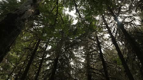 Hochkippen-Von-Grüner-Fauna-Zu-Großen,-Mit-Moos-Bedeckten-Kiefern-Mitten-Im-Hoh-Regenwald,-Olympic-National-Park,-Washington-State,-USA-An-Einem-Warmen-Sommertag