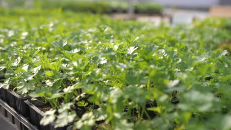 defocus-shot-of-young-parsley-saplings-in-black-plastic-containers-on-stand-in-market