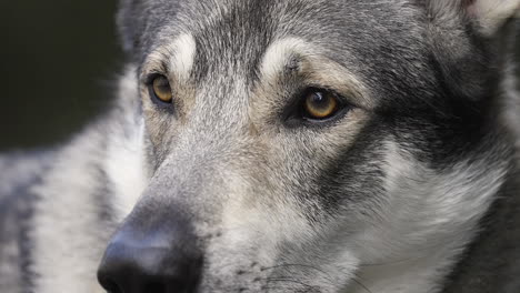 Face-of-a-still-wolfdog-with-yellow-eyes-and-grey-fur,-super-close-up