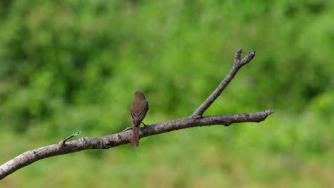 Brown-Shrike,-Lanius-cristatus-seen-from-its-back-while-perched-on-a-bare-branch-then-faces-to-the-left-revealing-its-head-in-Phrachuap-Khiri-Khan,-Thailand