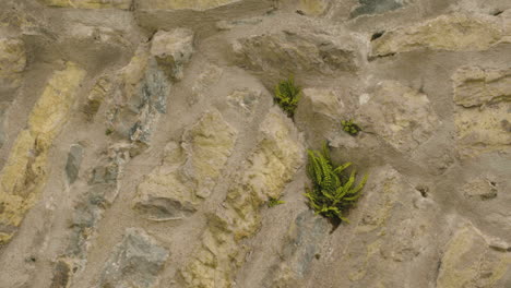 Maidenhair-Spleenwort-Ferns-Growing-On-Rocky-Wall-In-Ireland
