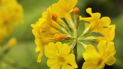 Closeup-Of-Bright-Yellow-Candelabra-Primrose-In-The-Garden-Of-Blarney-Castle,-Ireland