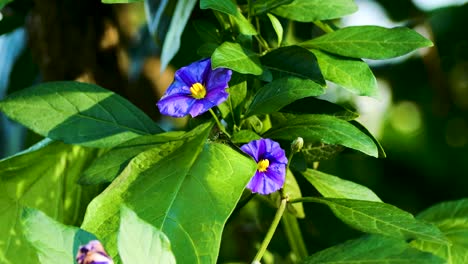 Purple-flower-with-green-leaves