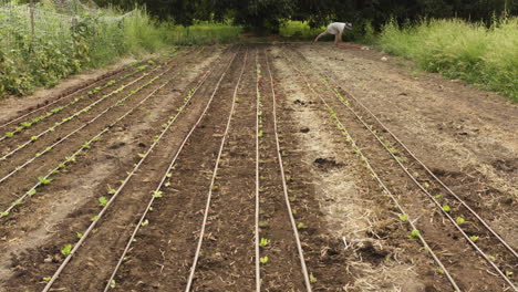 Drip-irrigation-system-on-a-farmland,-outdoor-field-with-hydroponic-lettuce