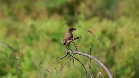 Brown-Shrike,-Lanius-cristatus-seen-from-its-back-wedging-its-tail-on-a-twig-as-it-looks-around-during-a-sunny-day-in-Phrachuap-Khiri-Khan,-Thailand