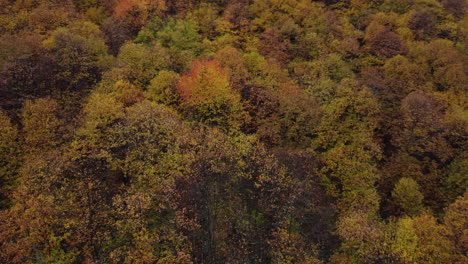 árboles-Del-Bosque-De-Otoño-Follaje-Amarillo-Y-Rojo,-Vista-Aérea-Del-Bosque-En-Temporada-De-Otoño,-Parque-Natural-Colorido