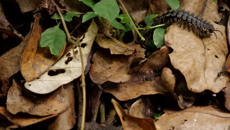 Schöne-Aufnahme-Eines-Tausendfüßlers,-Der-Auf-Gefallene-Blätter-Im-Borneo-dschungel-Zuläuft-Und-Weggeht