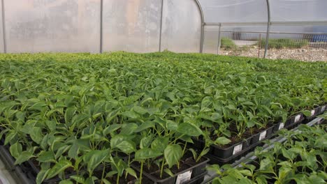 wide-pan-shot-of-young-basil-and-tomato-saplings-inside-greenhouse-in-spring