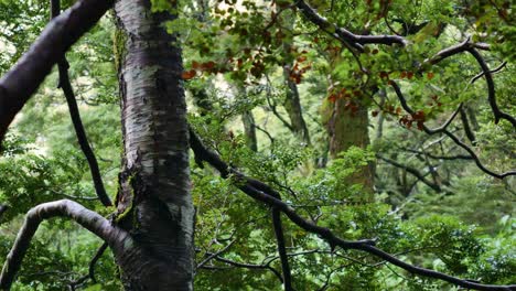 Nahaufnahme-Eines-Tiefgrünen-Dschungelwaldes-Mit-Tropischen-Pflanzen-Und-Blättern