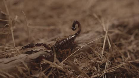 scorpion-walking-on-dry-grass-at-night