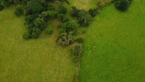 Drohne-Aus-Der-Luft,-Die-Auf-Grüne-Bäume-Und-Felder-In-Großbritannien-Blickt