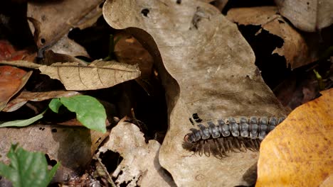 Macro-shot-of-a-centipede-running-through-the-frame-between-fallen-leaves-in-the-borneo-jungle