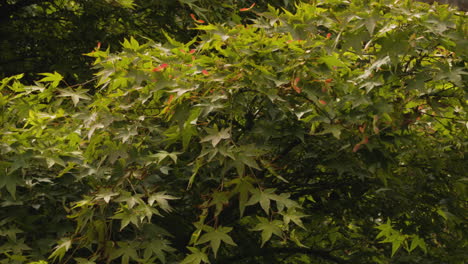 Wind-Blowing-On-Lush-Foliage-Of-Japanese-Maple-Trees-In-Blarney-Castle-And-Gardens-In-Ireland
